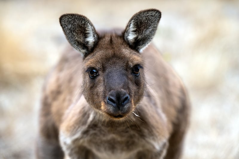 Grilled Kangaroo Meat